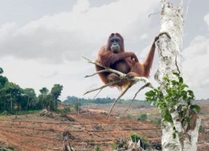 An orangutan clings to a tree above a charred, recently-deforested plain