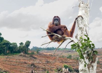 An orangutan clings to a tree above a charred, recently-deforested plain