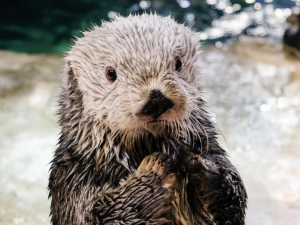 A sad otter