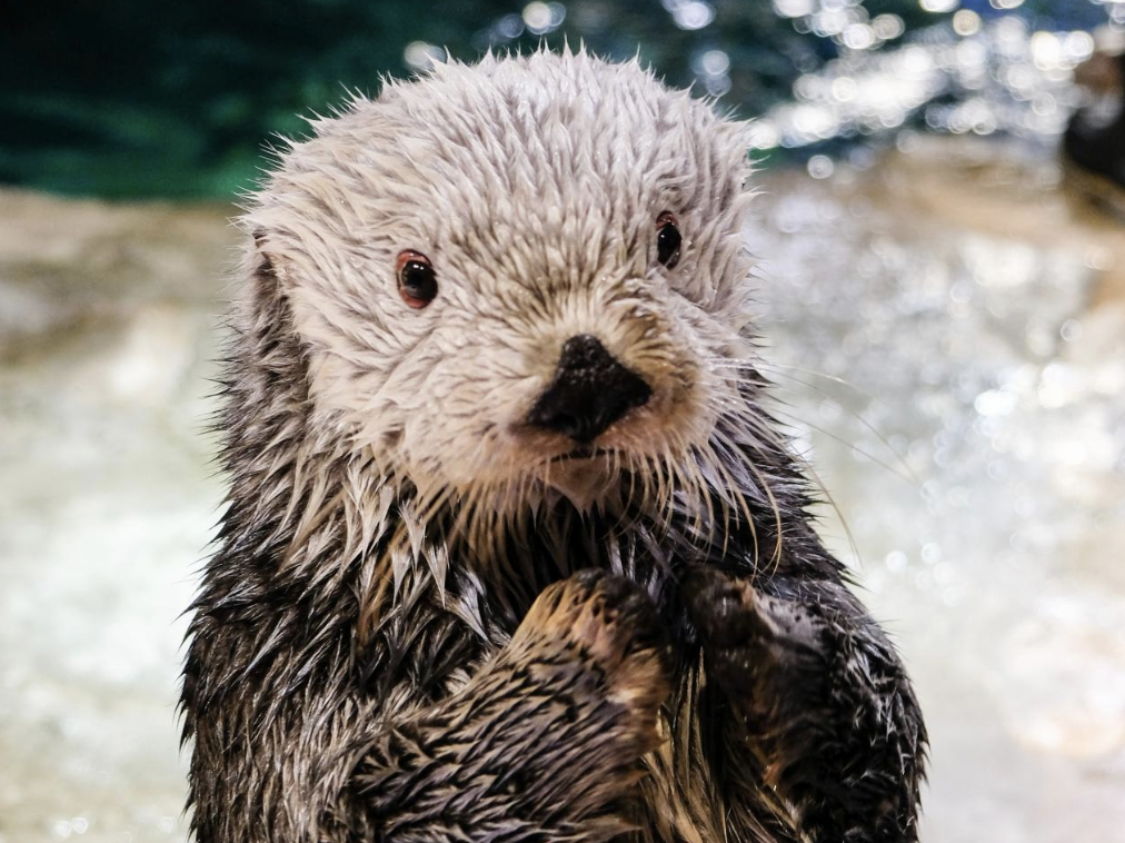 A sad otter